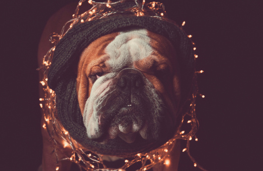 a dog with twinkle lights around its neck