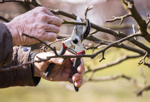 pruning-a-tree-in-spring