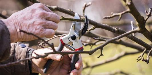 pruning in the fall