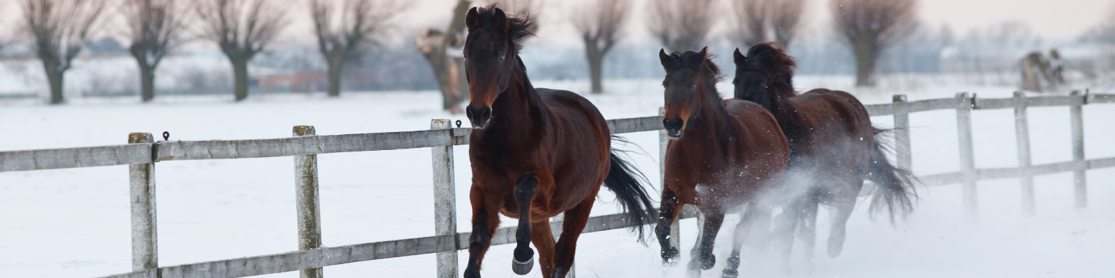 winter-horses-running-through-snow