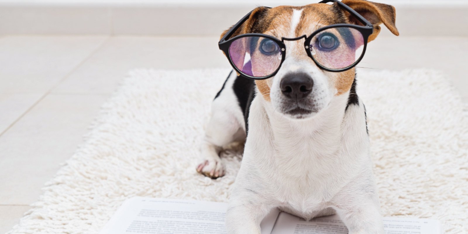 dog with glasses intelligent