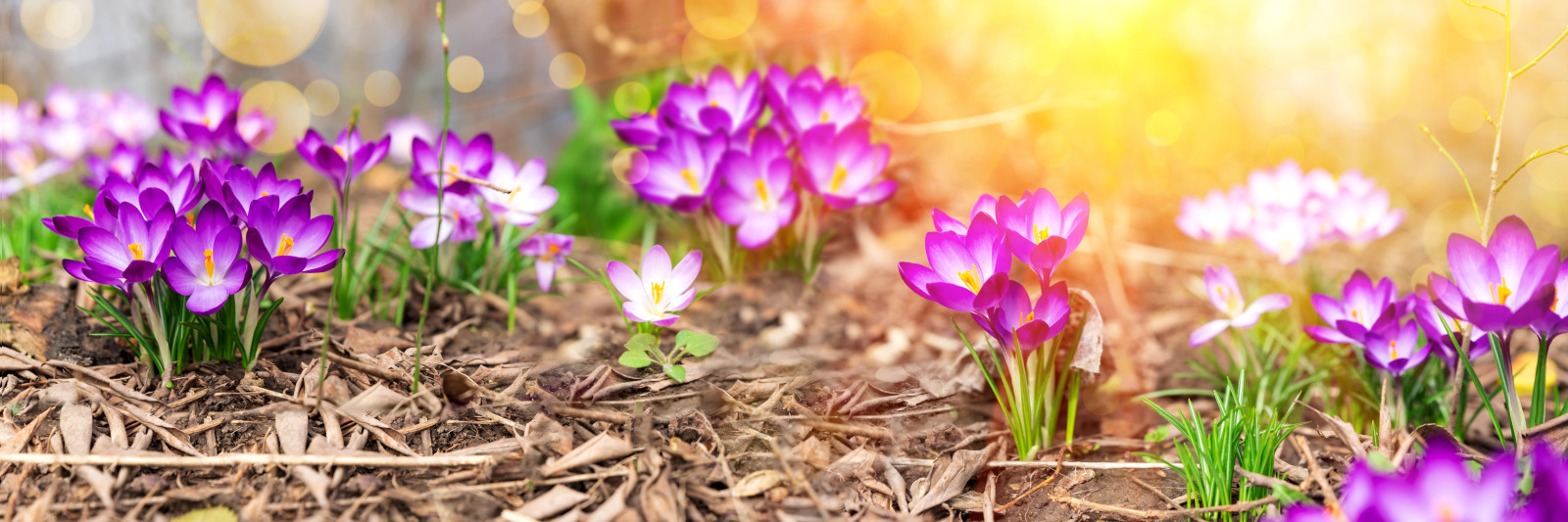 spring banner, purple crocus flowers